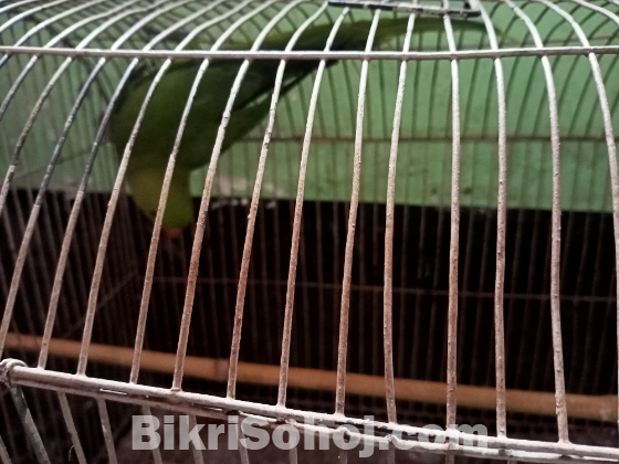 সবুজ টিয়া